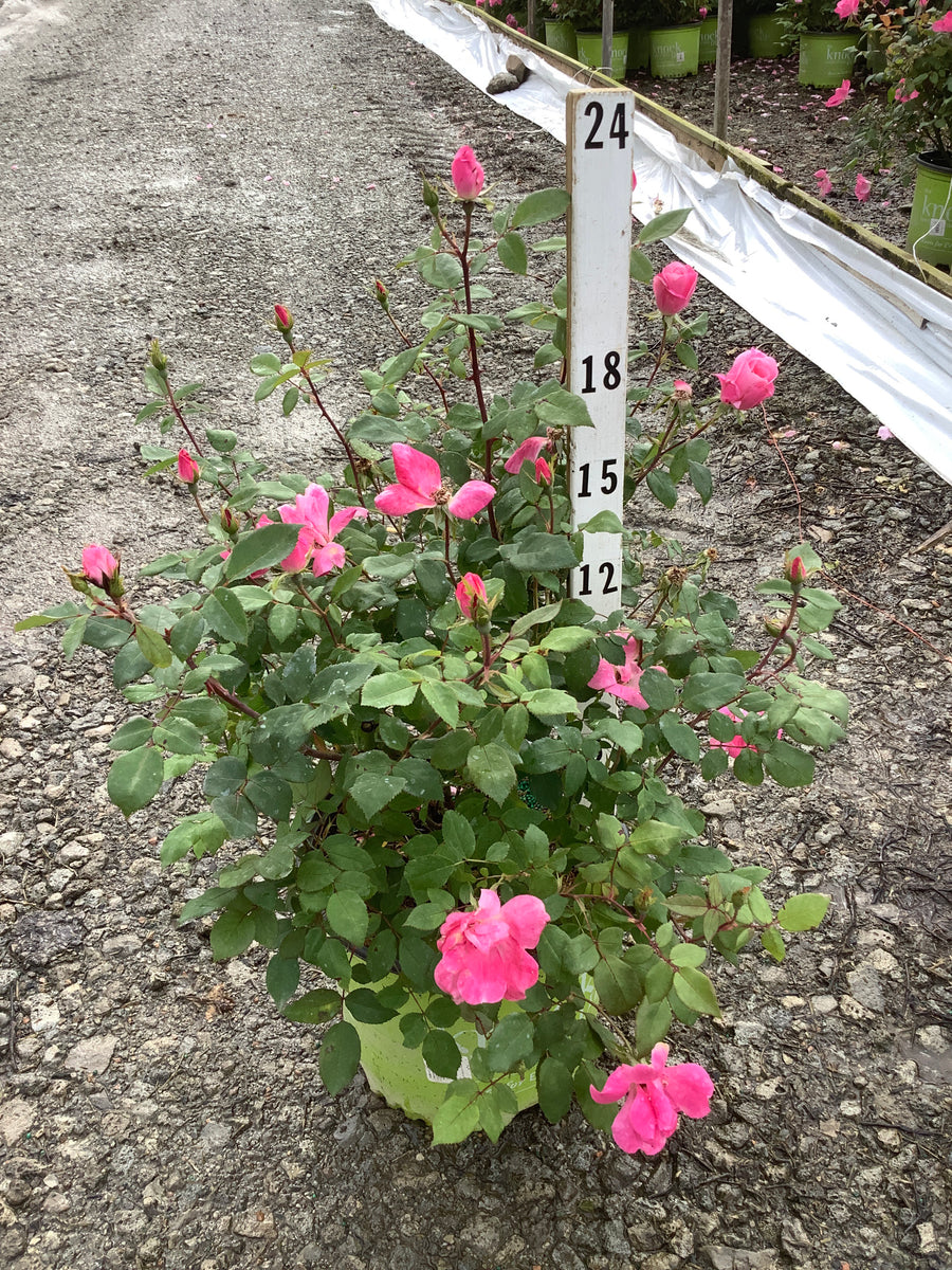 Rosa K.O 'Radcon' — G3