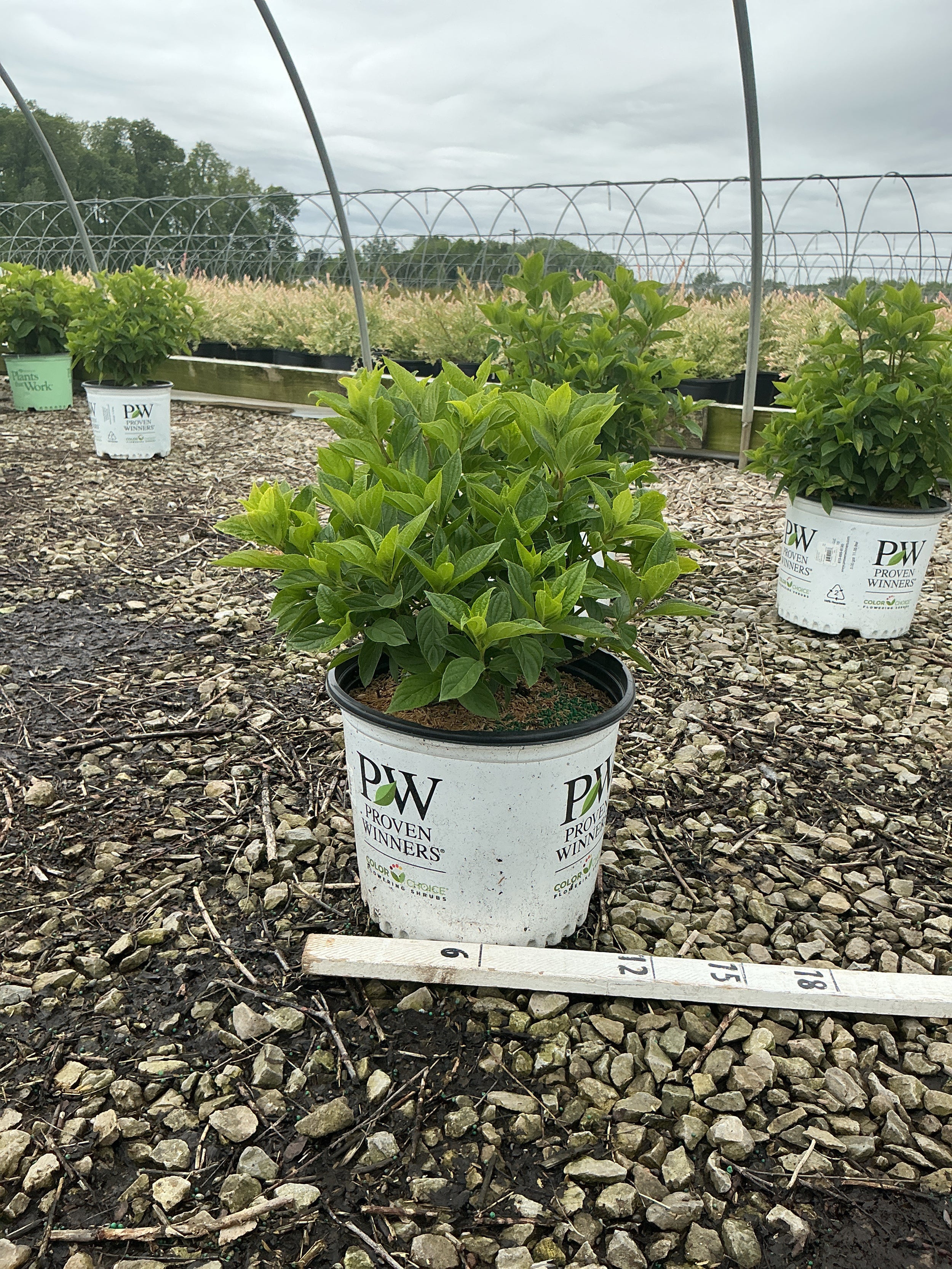 Hydrangea paniculata 'Jane'