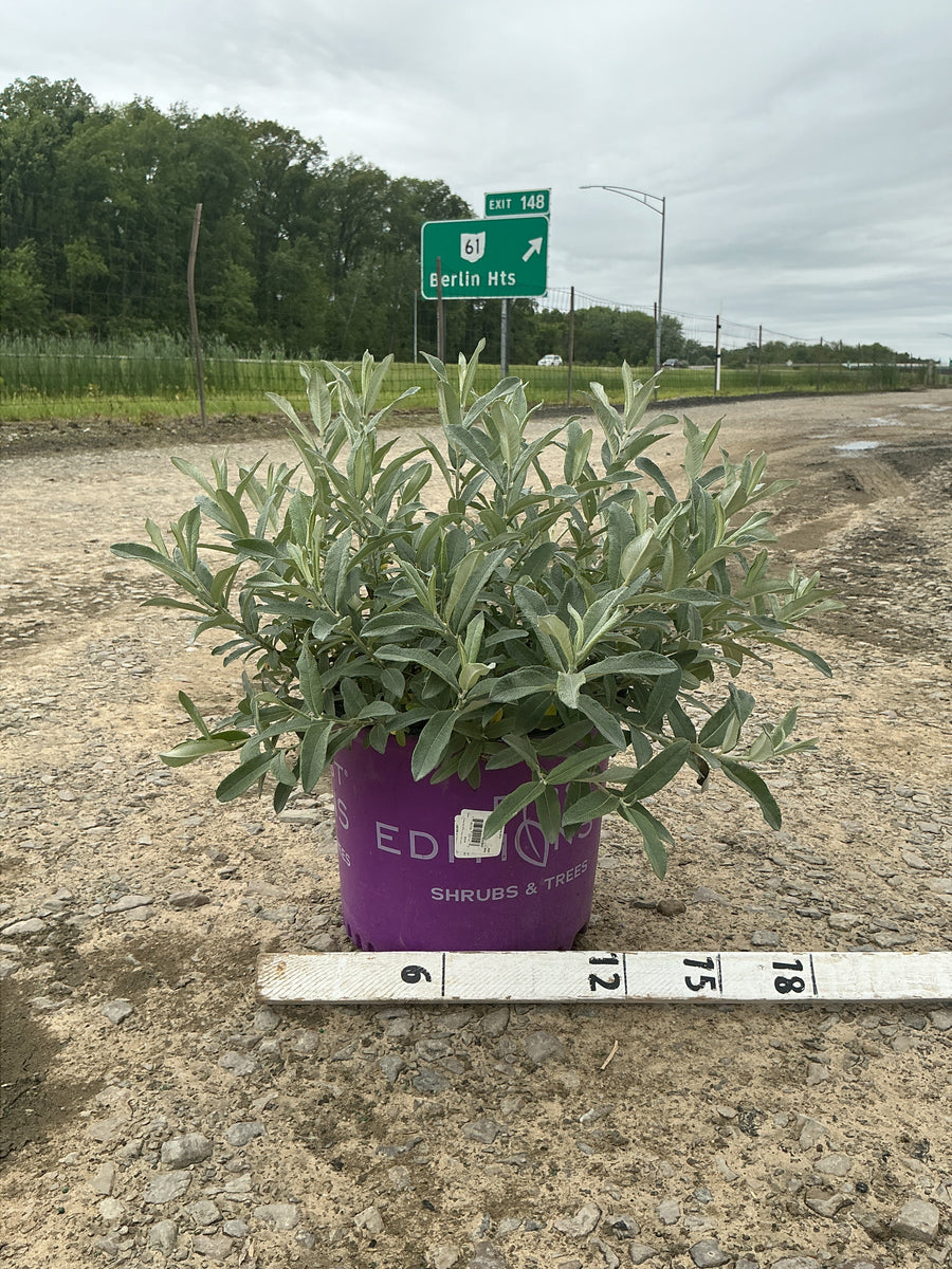 Salix 'C Iceberg Alley' — G3 FE