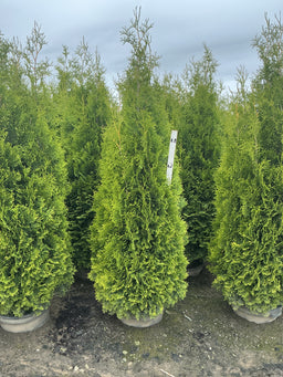 Thuja occidentalis Private Jet  'King of Brabant'