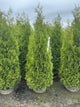 Thuja occidentalis 'King of Brabant'