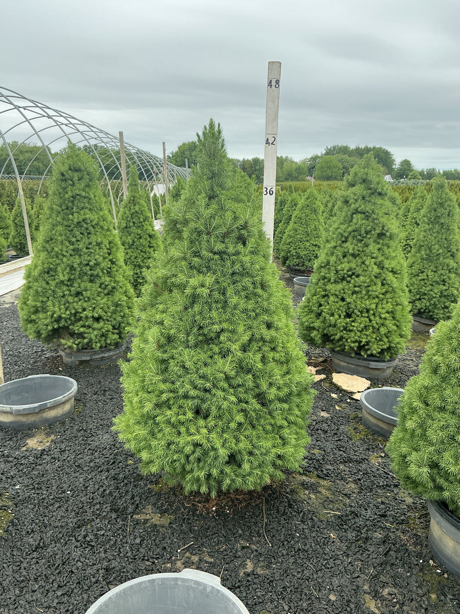 Picea glauca 'Conica' — G7 30-36