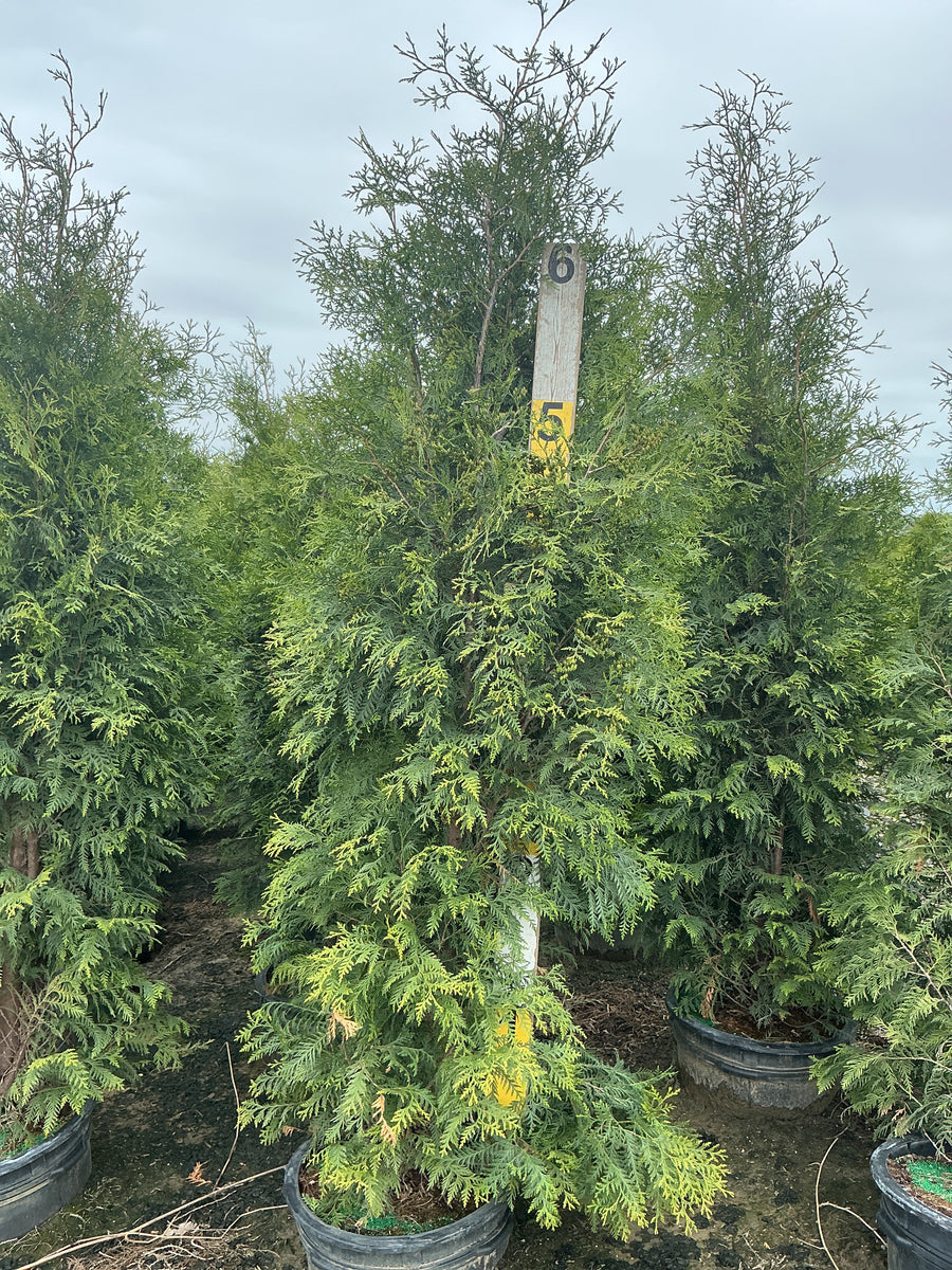 Thuja occidentalis 'Wintergreen' — G15 72