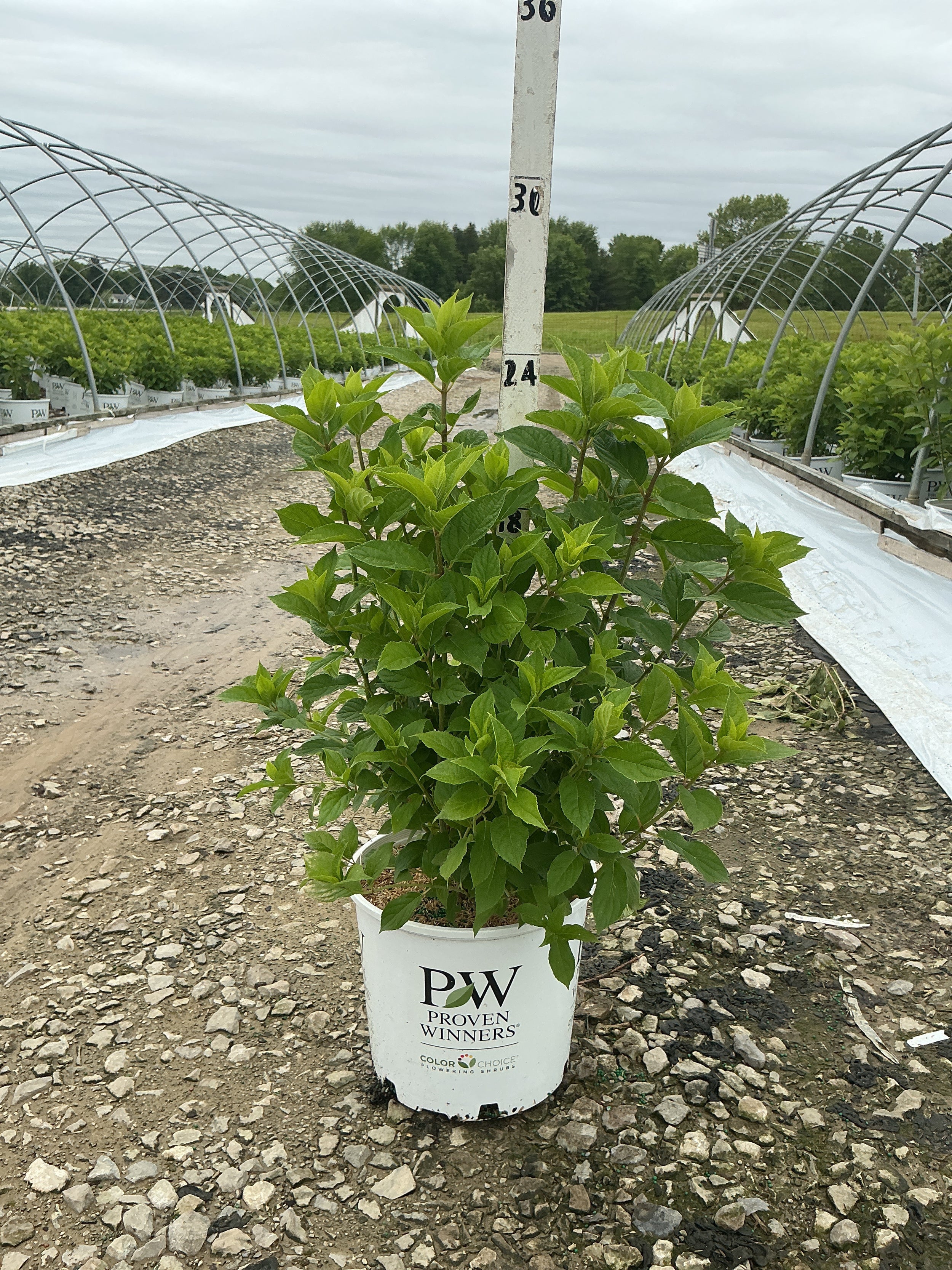 Hydrangea paniculata 'Zwijnenburg'