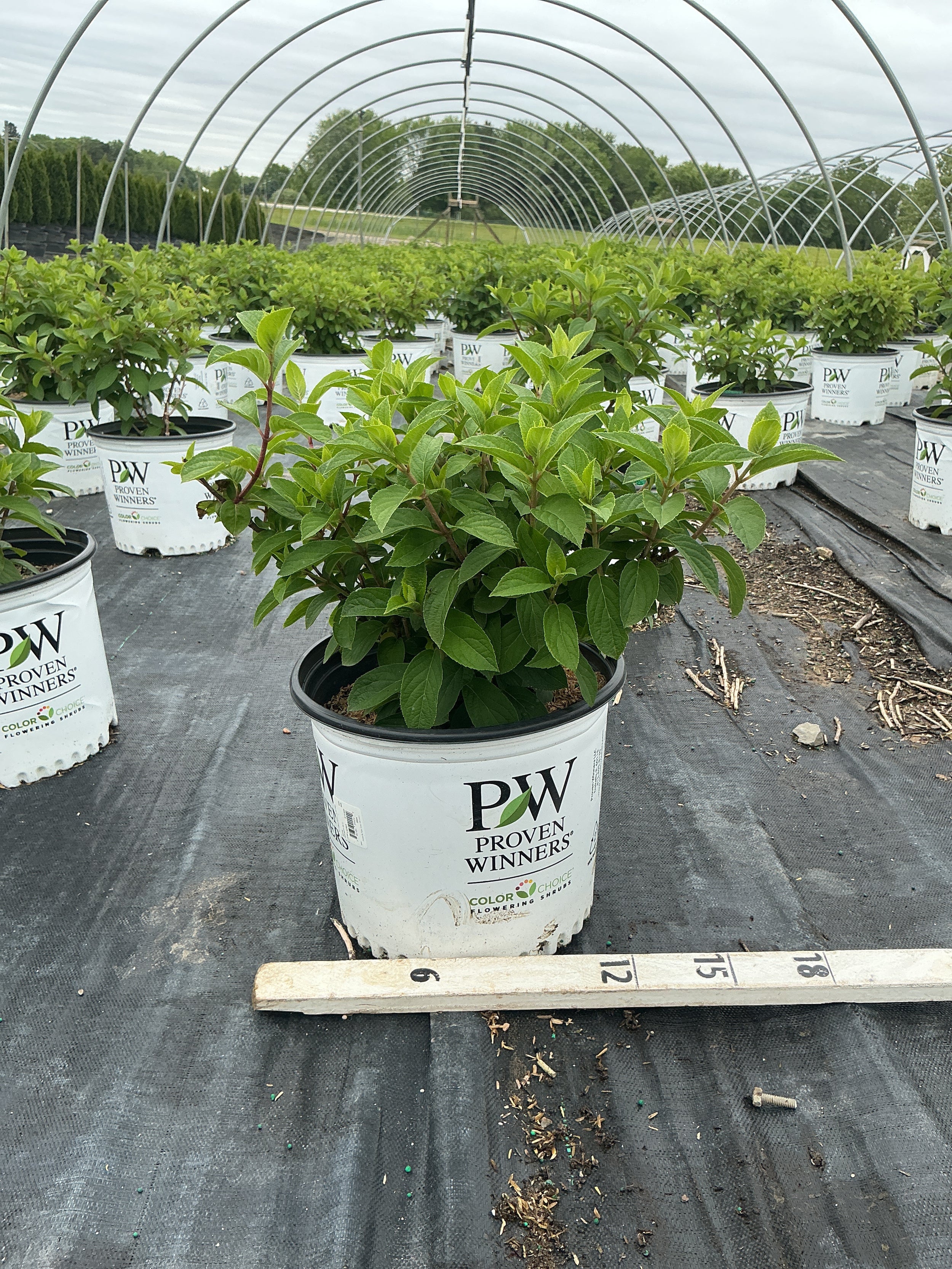 Hydrangea paniculata 'Bobo'