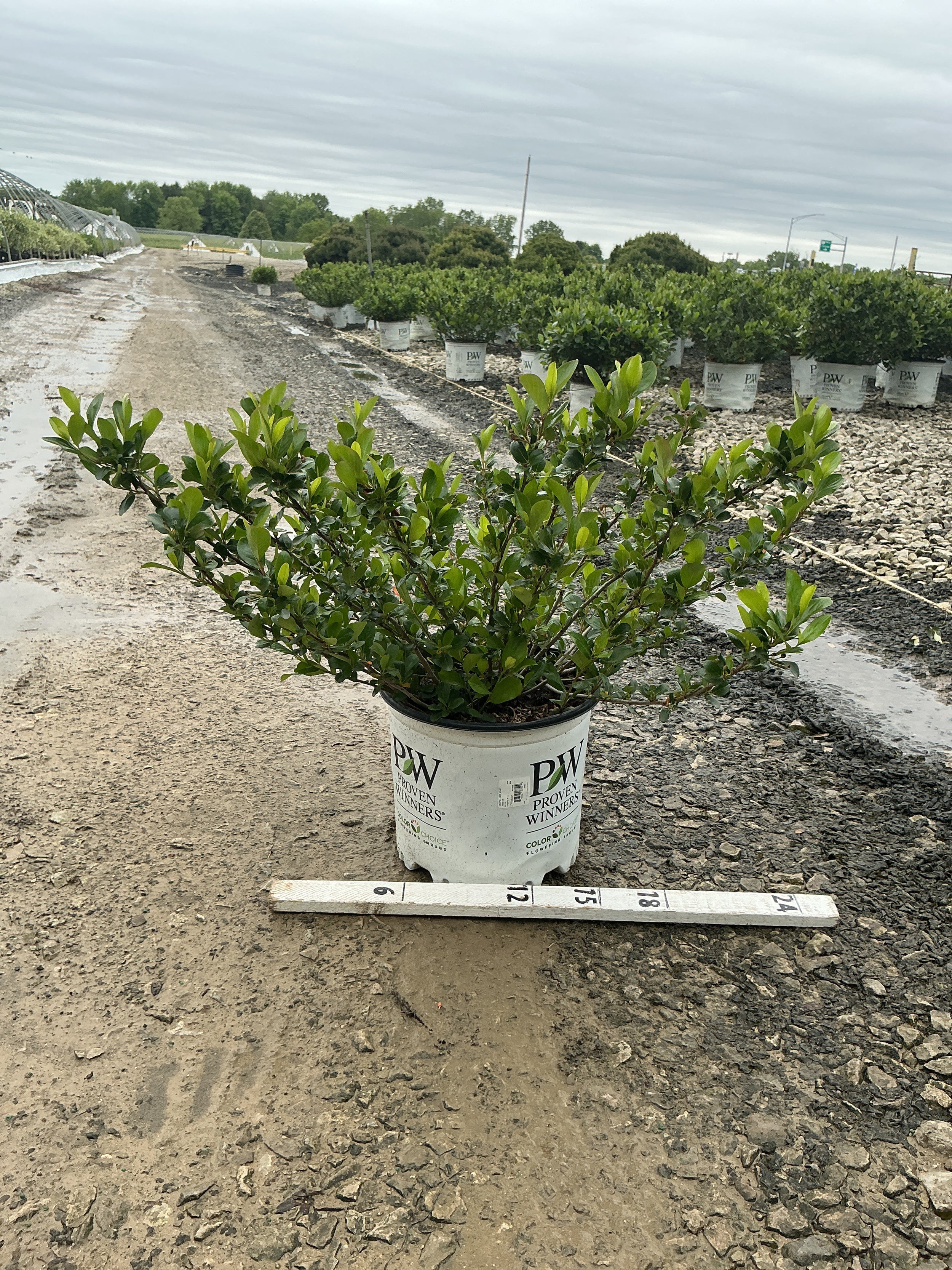 Aronia 'Low Scape Mound'