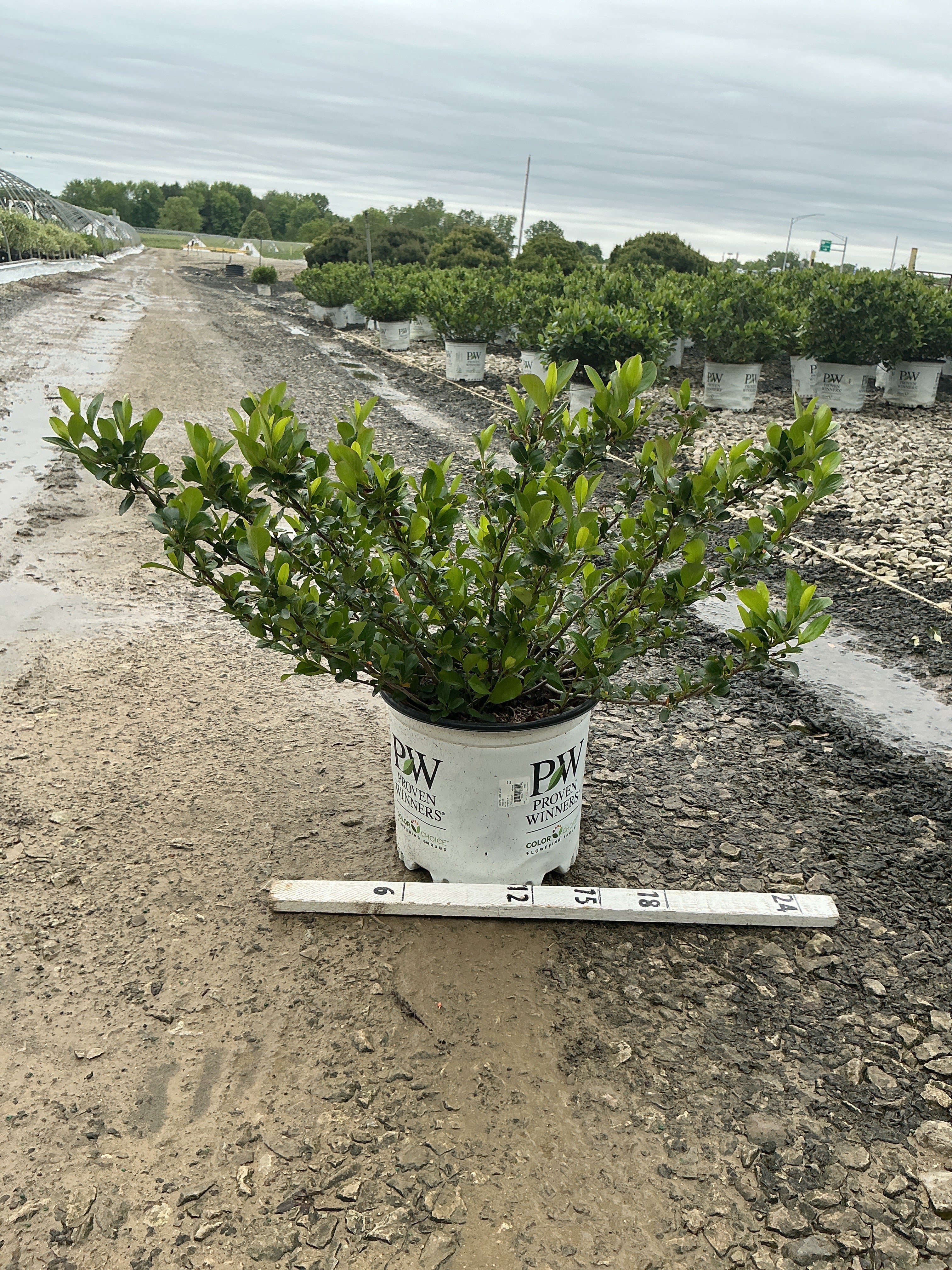 Aronia 'Low Scape Mound'