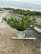 Aronia 'Low Scape Mound'