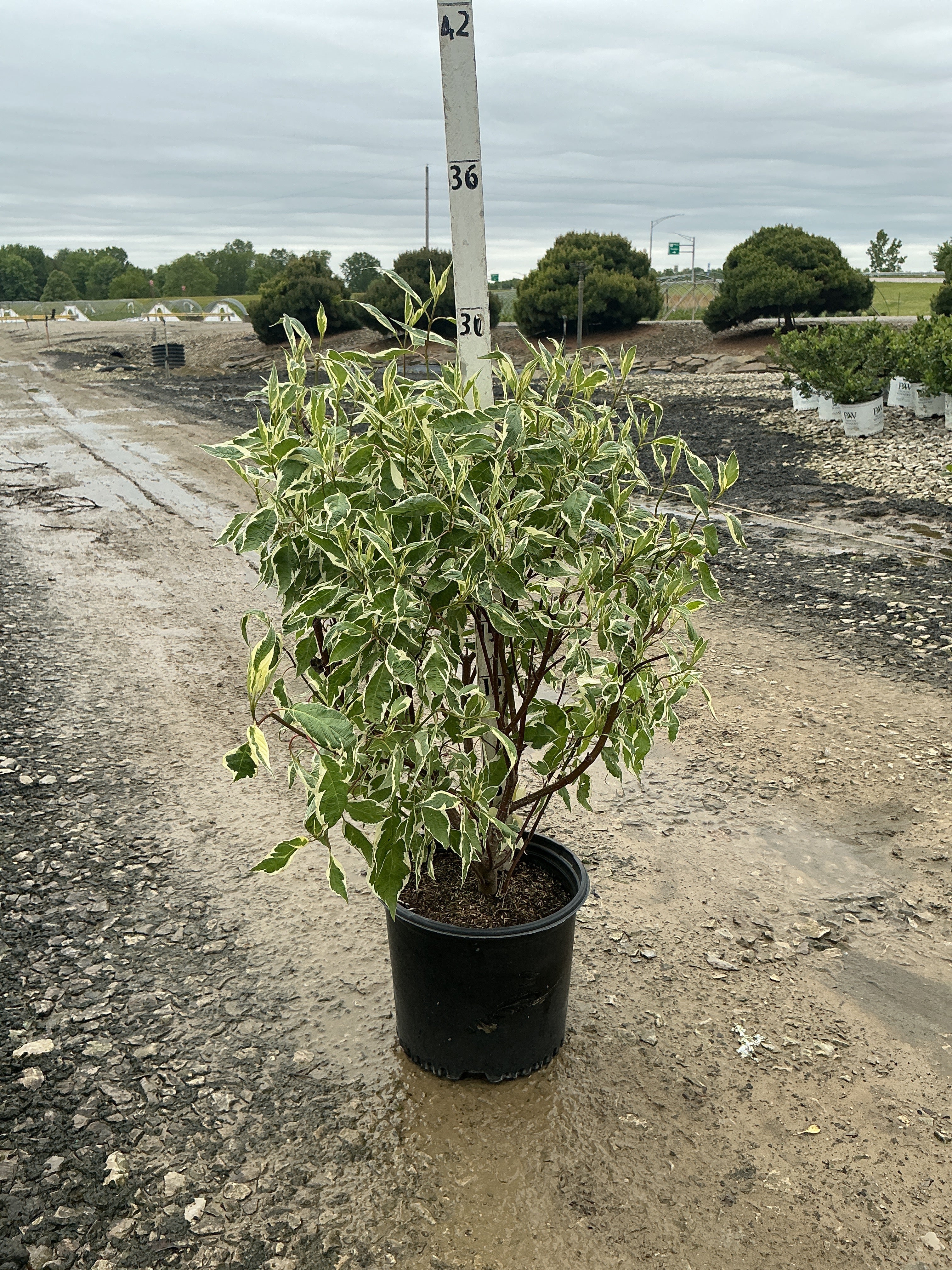 Cornus alba 'Bailhalo'