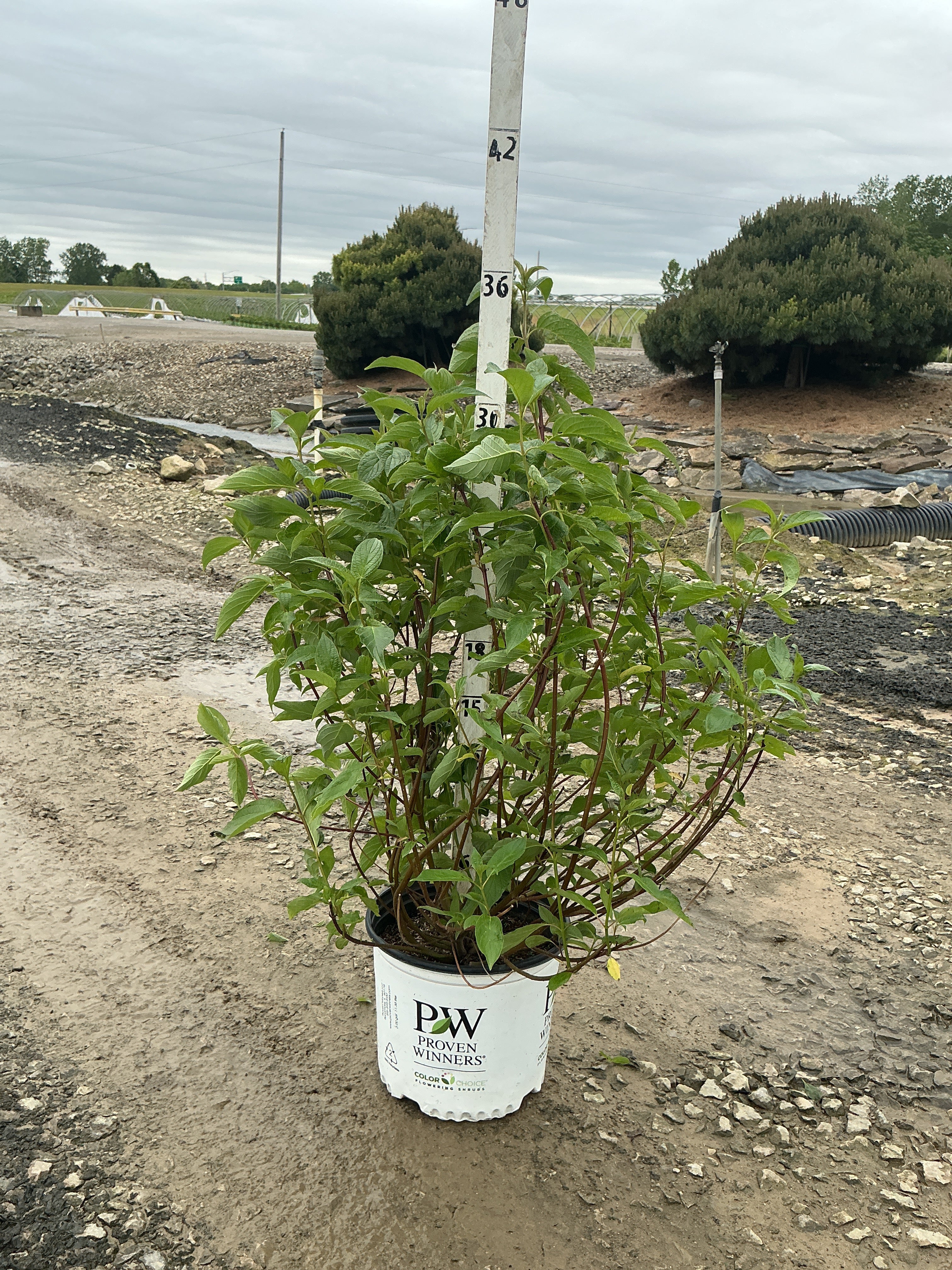 Cornus stolonifera 'Arctic Fire Red'