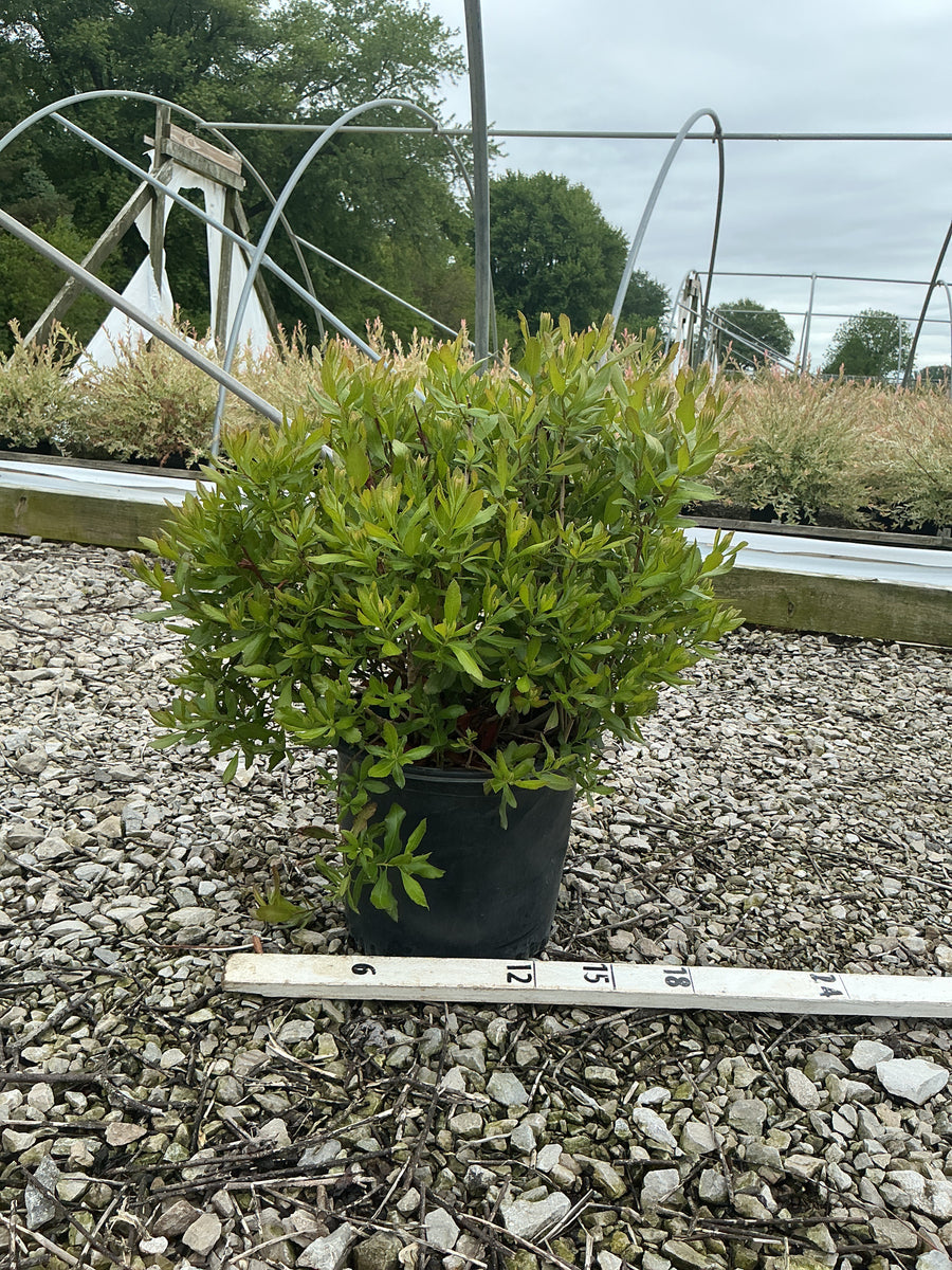 Myrica pennsylvanica — G3 18