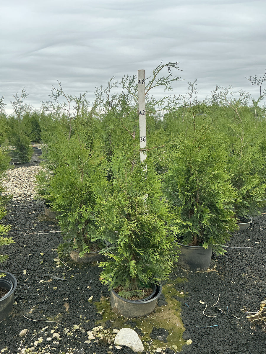 Thuja occidentalis 'American Pillar' — G3 24