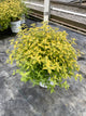 Caryopteris sunshine 'Blue Ii'
