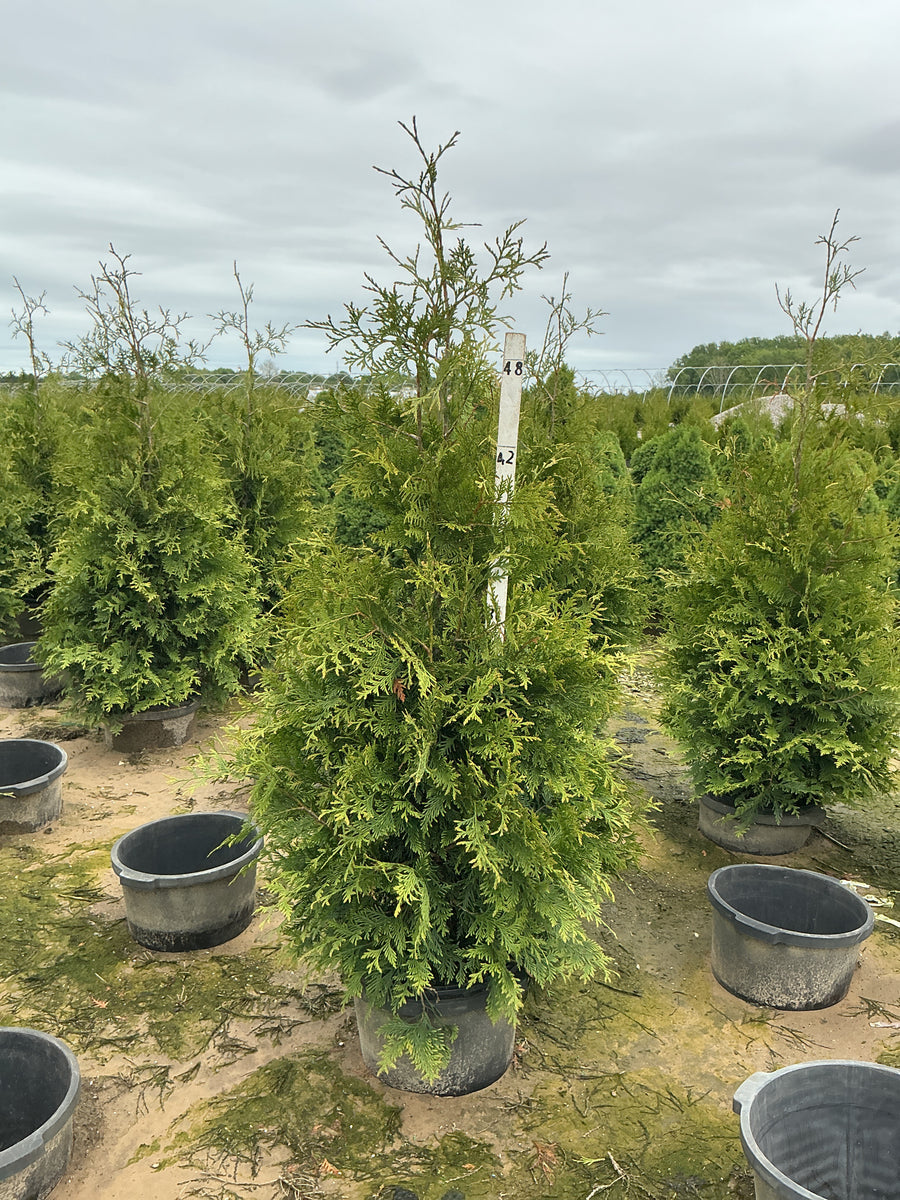 Thuja plicata 'Green Giant' — G7 48-60