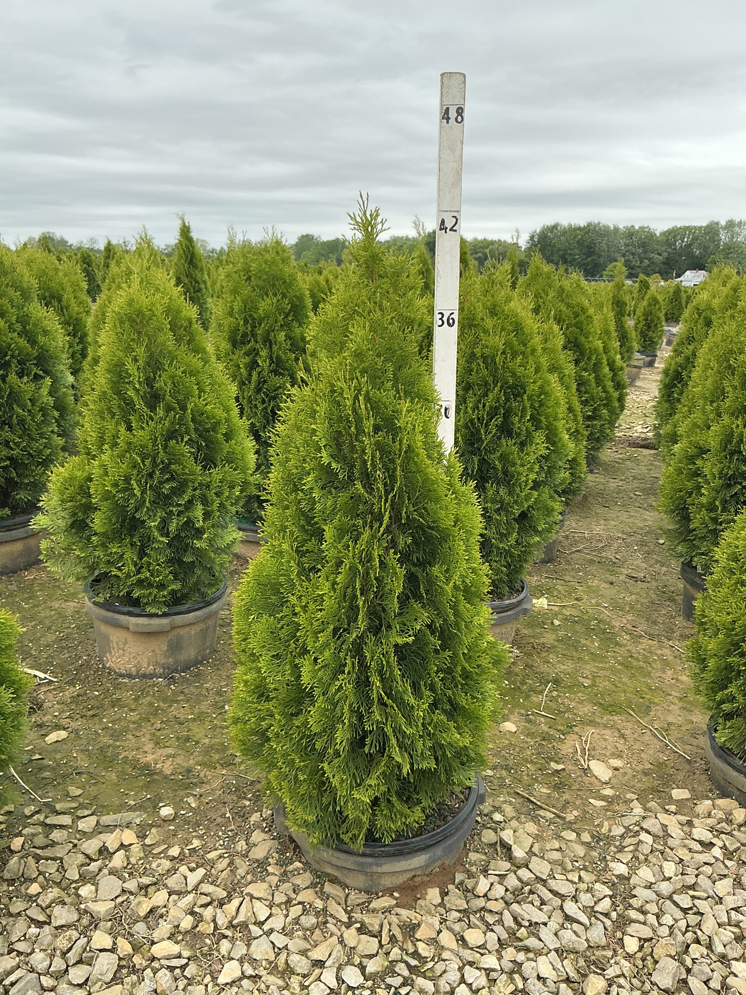 Thuja occidentalis 'Smaragd'