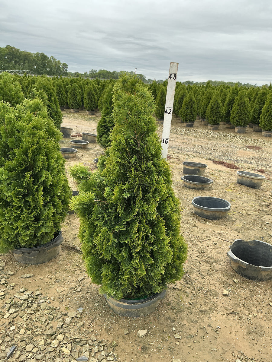 Thuja occidentalis 'Smaragd' — G7 42