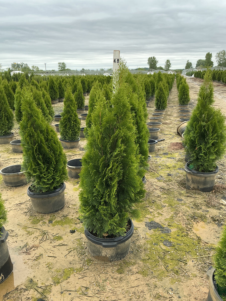 Thuja occidentalis 'Smaragd' — G5 36