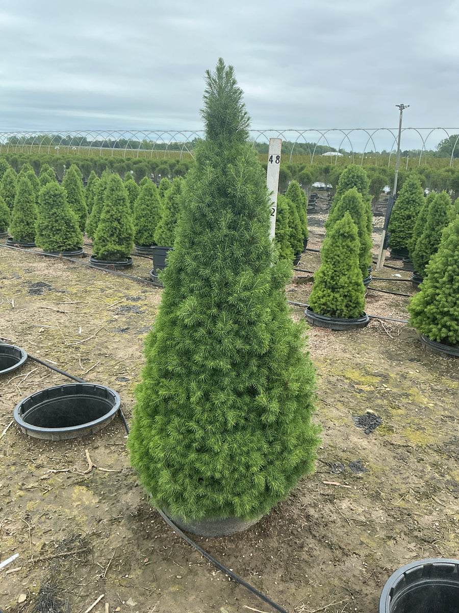 Picea glauca 'Conica' — G15 42