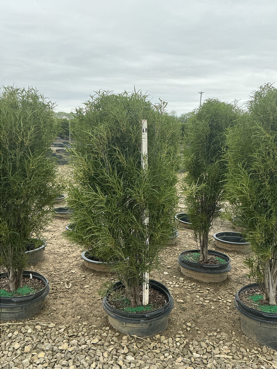 Rhamnus frangula 'Ron Williams' — G15 48