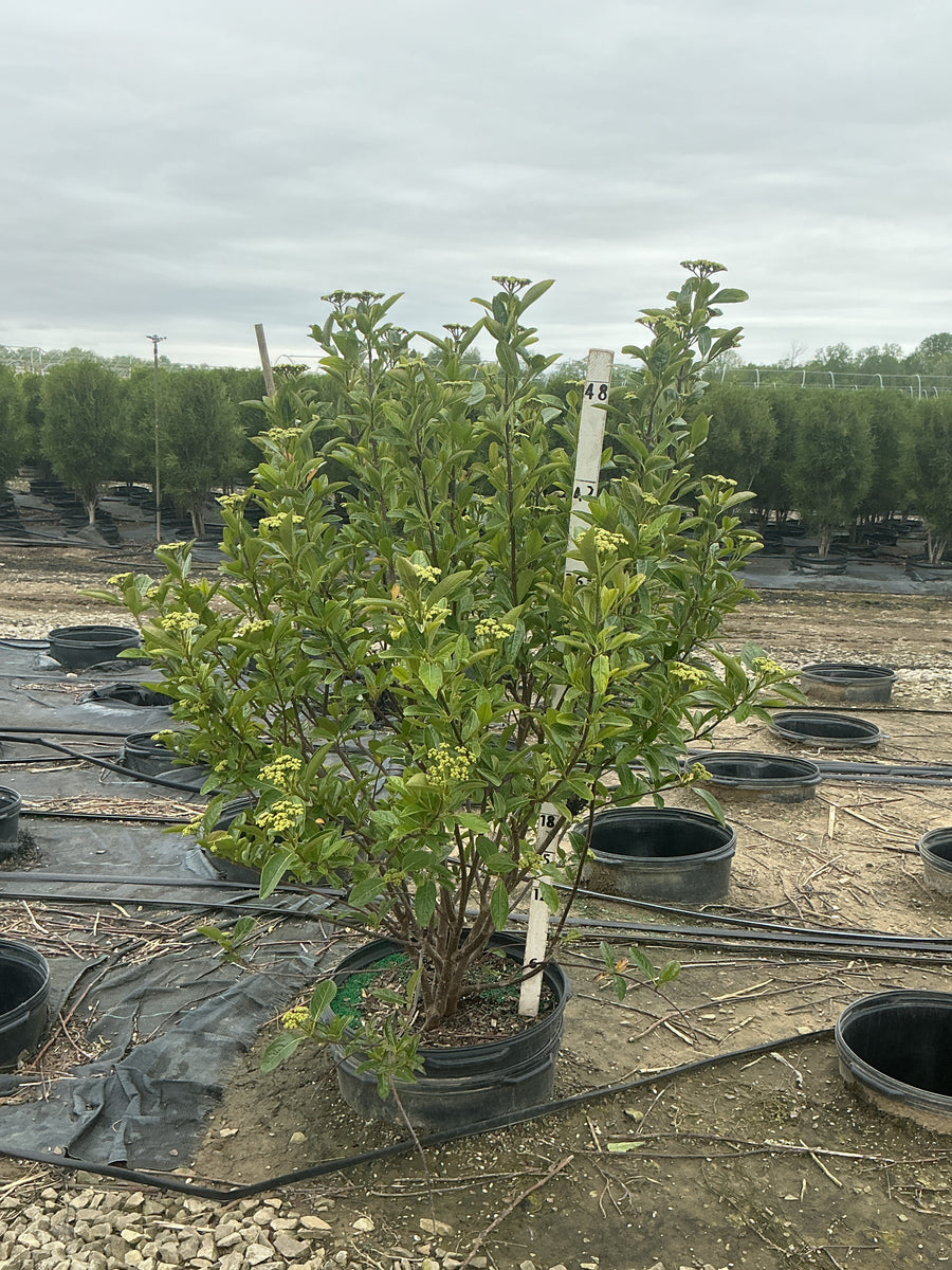 Viburnum nudum 'Winterthur' — G15 36