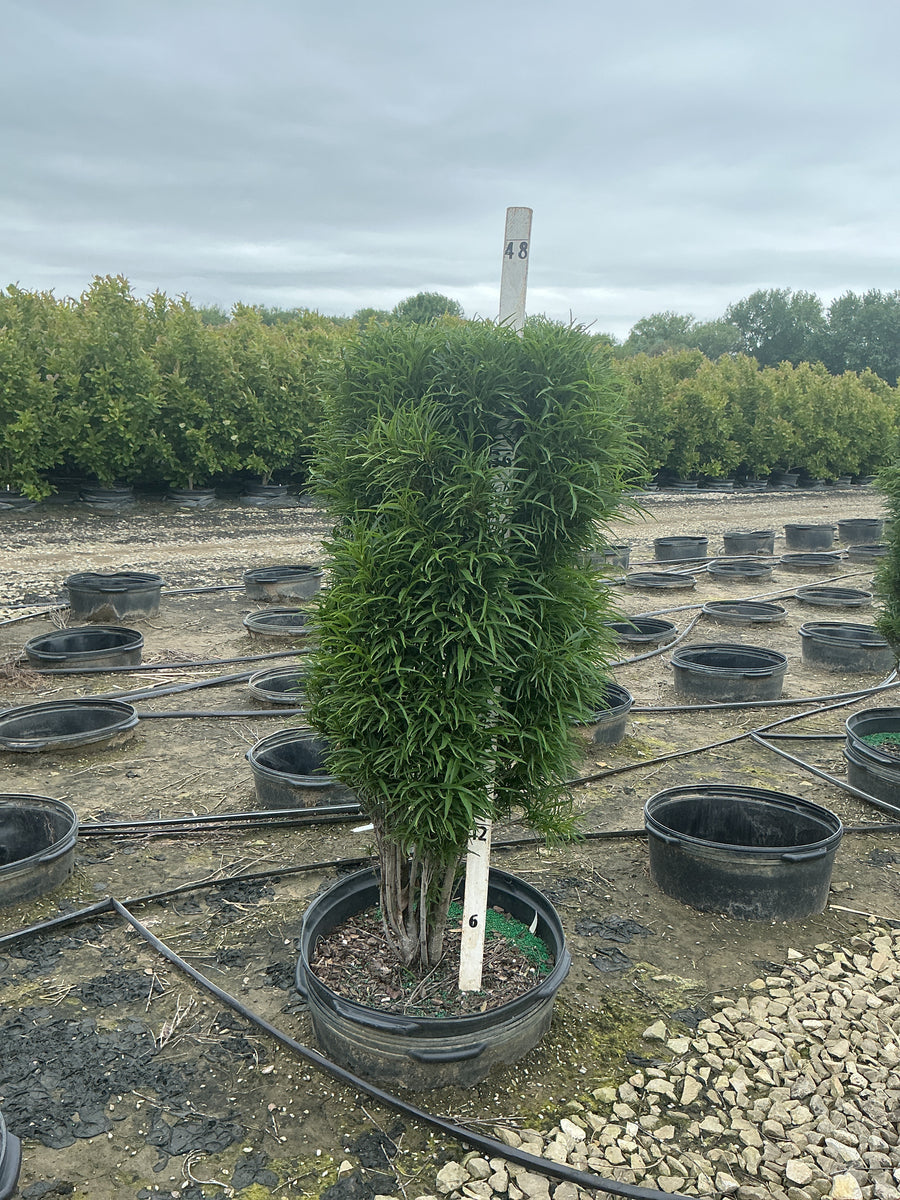 Rhamnus F 'Fine Line Imp' — G15 42