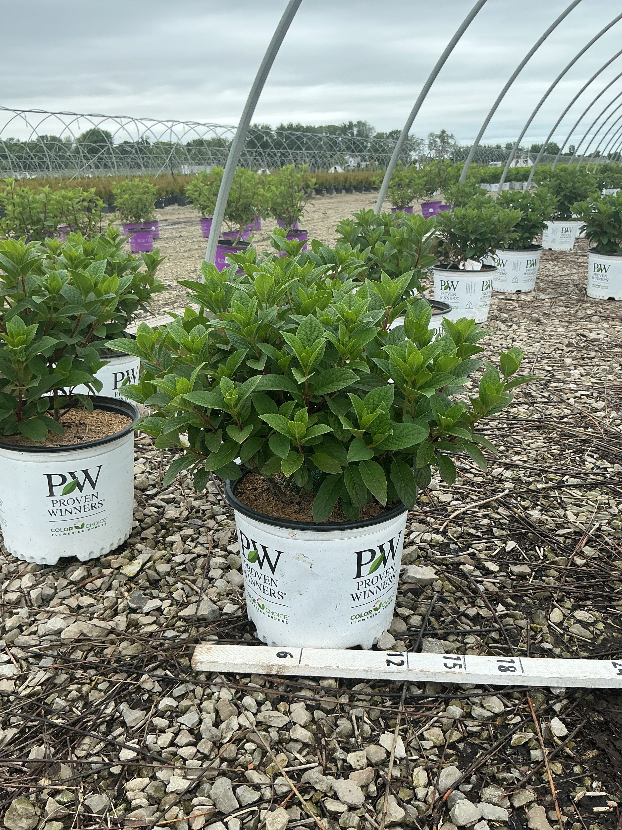 Hydrangea pan ‘Little Quick Fire'