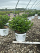 Hydrangea pan ‘Little Quick Fire'