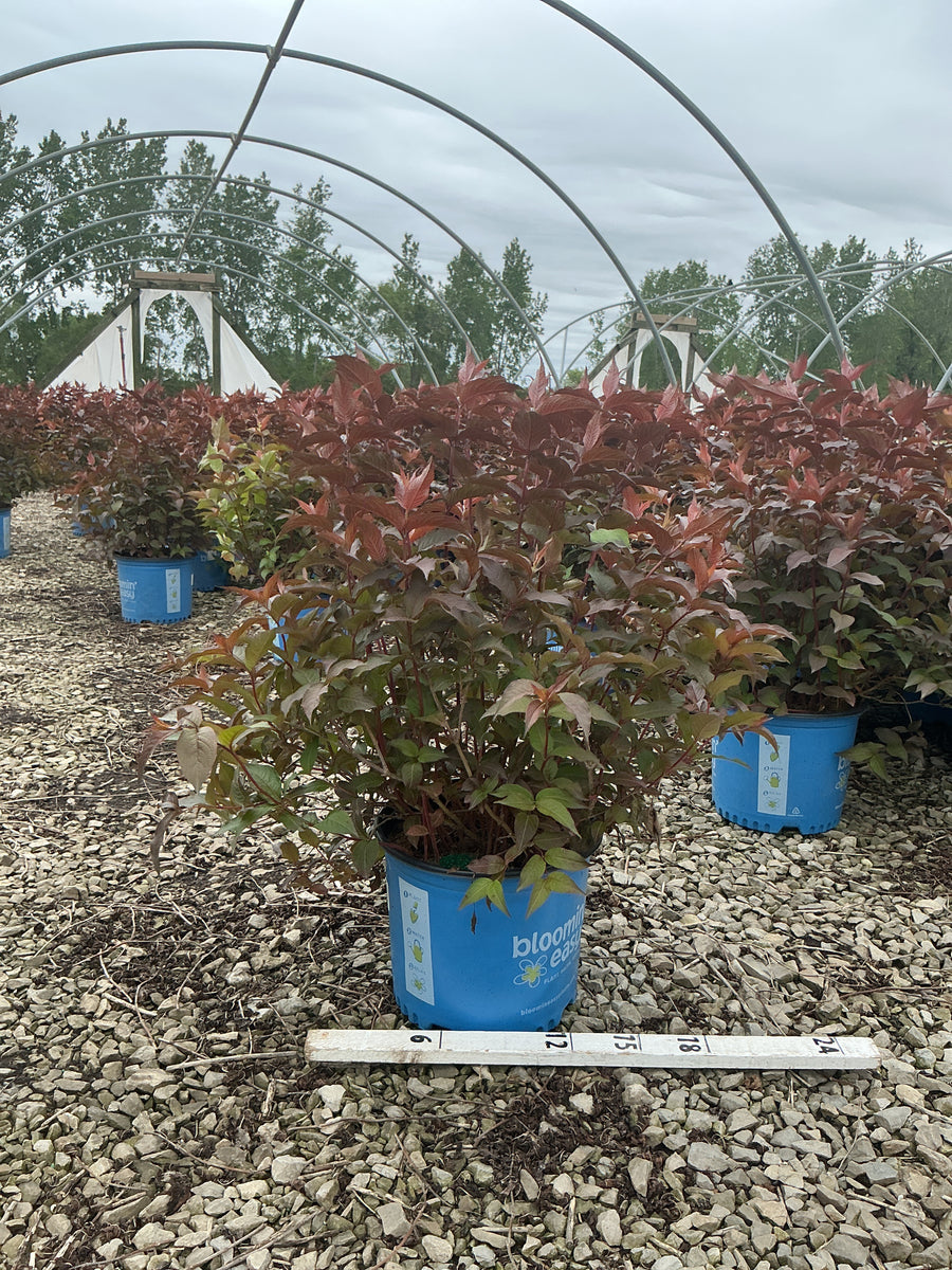 Diervilla sessilifolia 'Nightglow' — G3 15