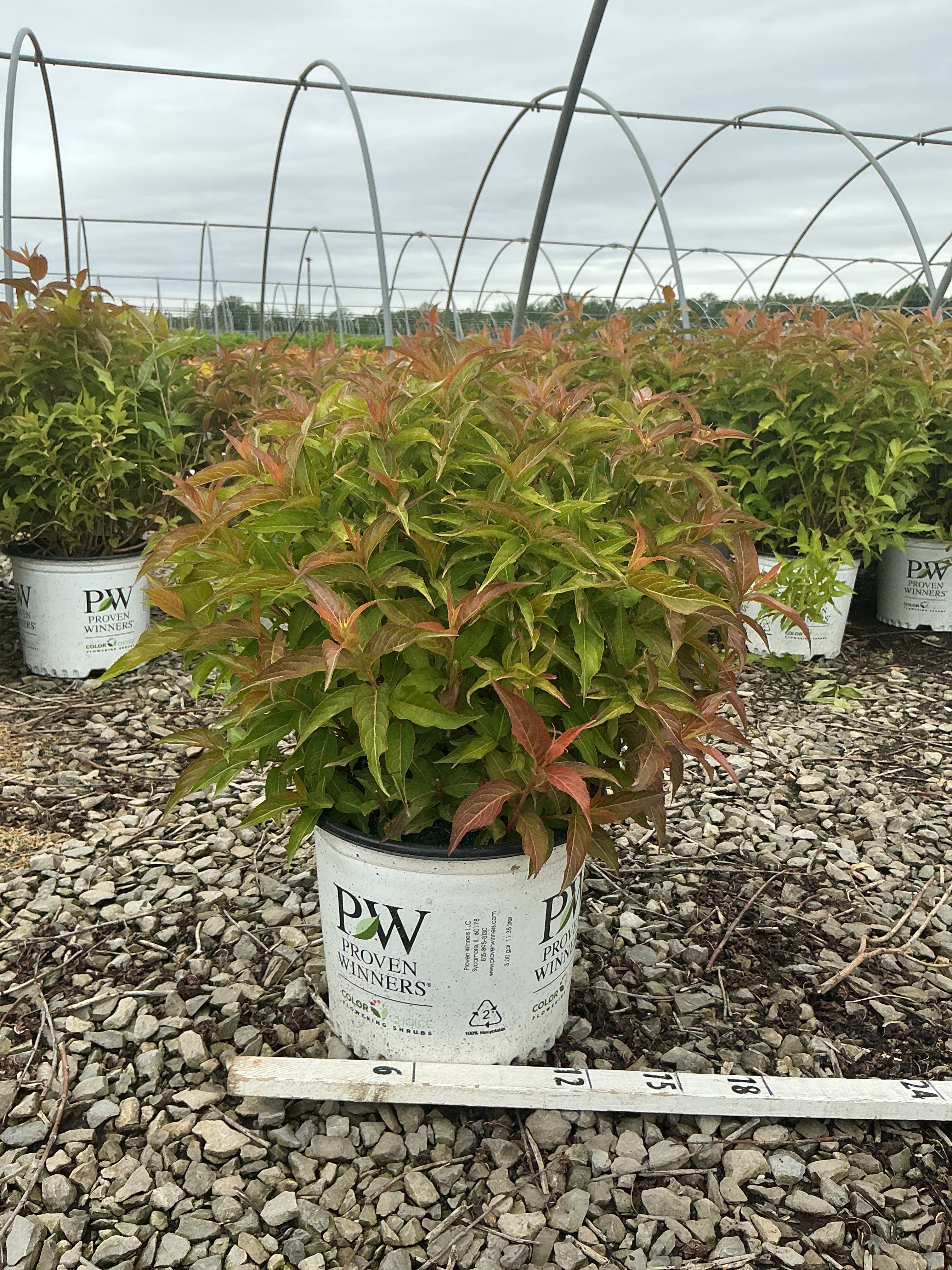 Diervilla sessilifolia 'Kodiak Orange'