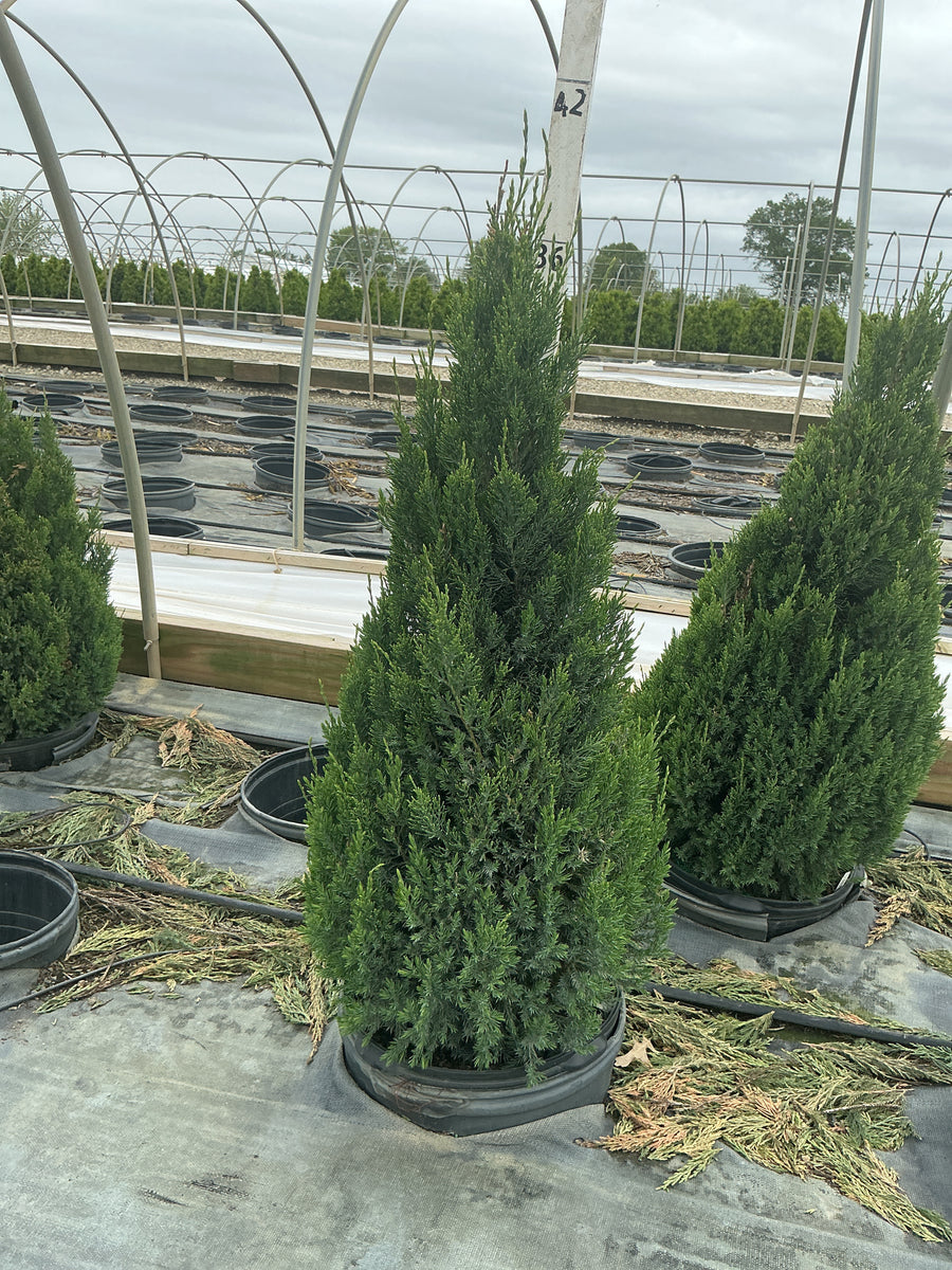 Juniperus chinensis 'Blue Point' — G5 36