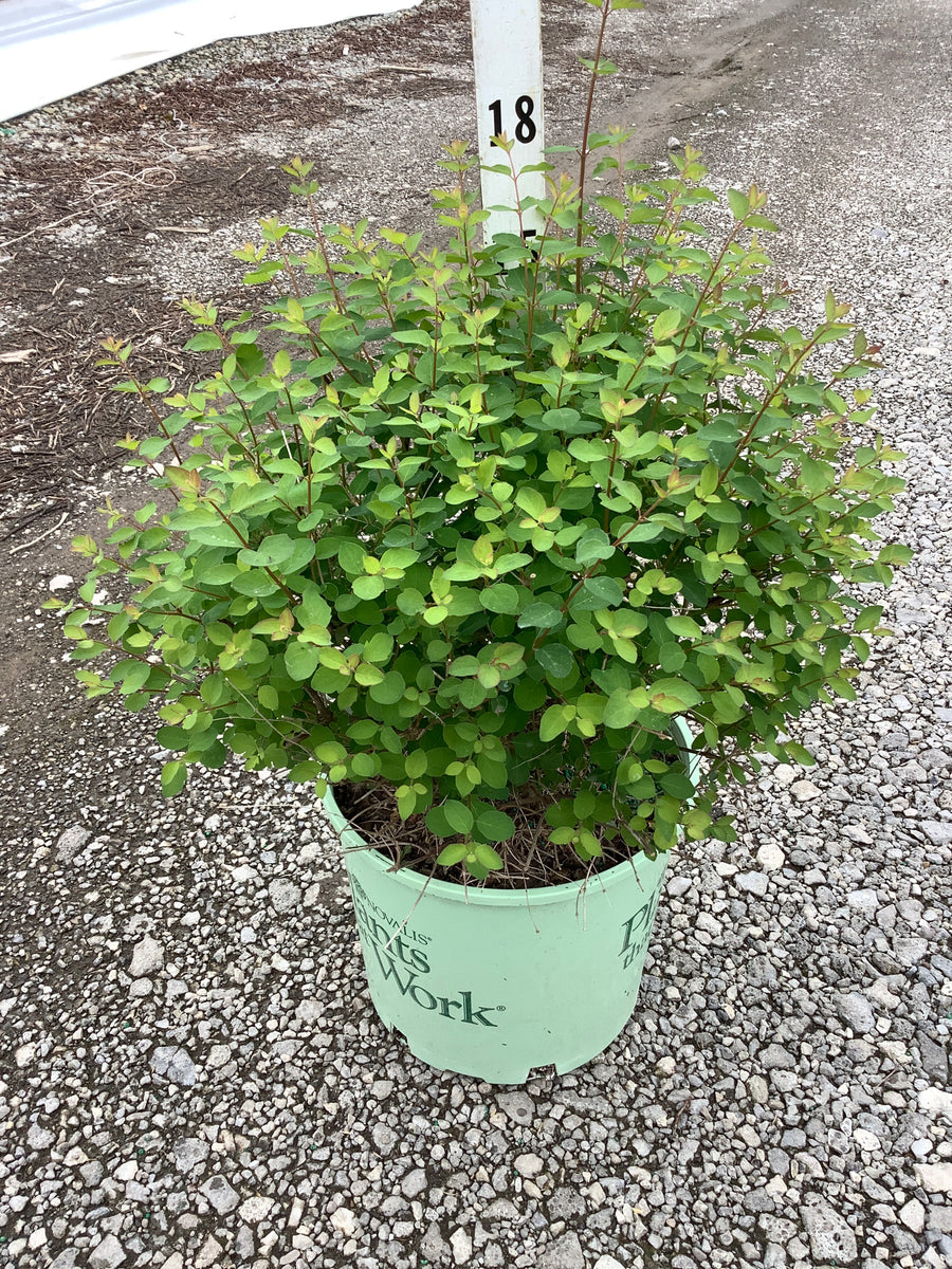 Symphoricarpos 'Sweet Kolmagics' — G3 15