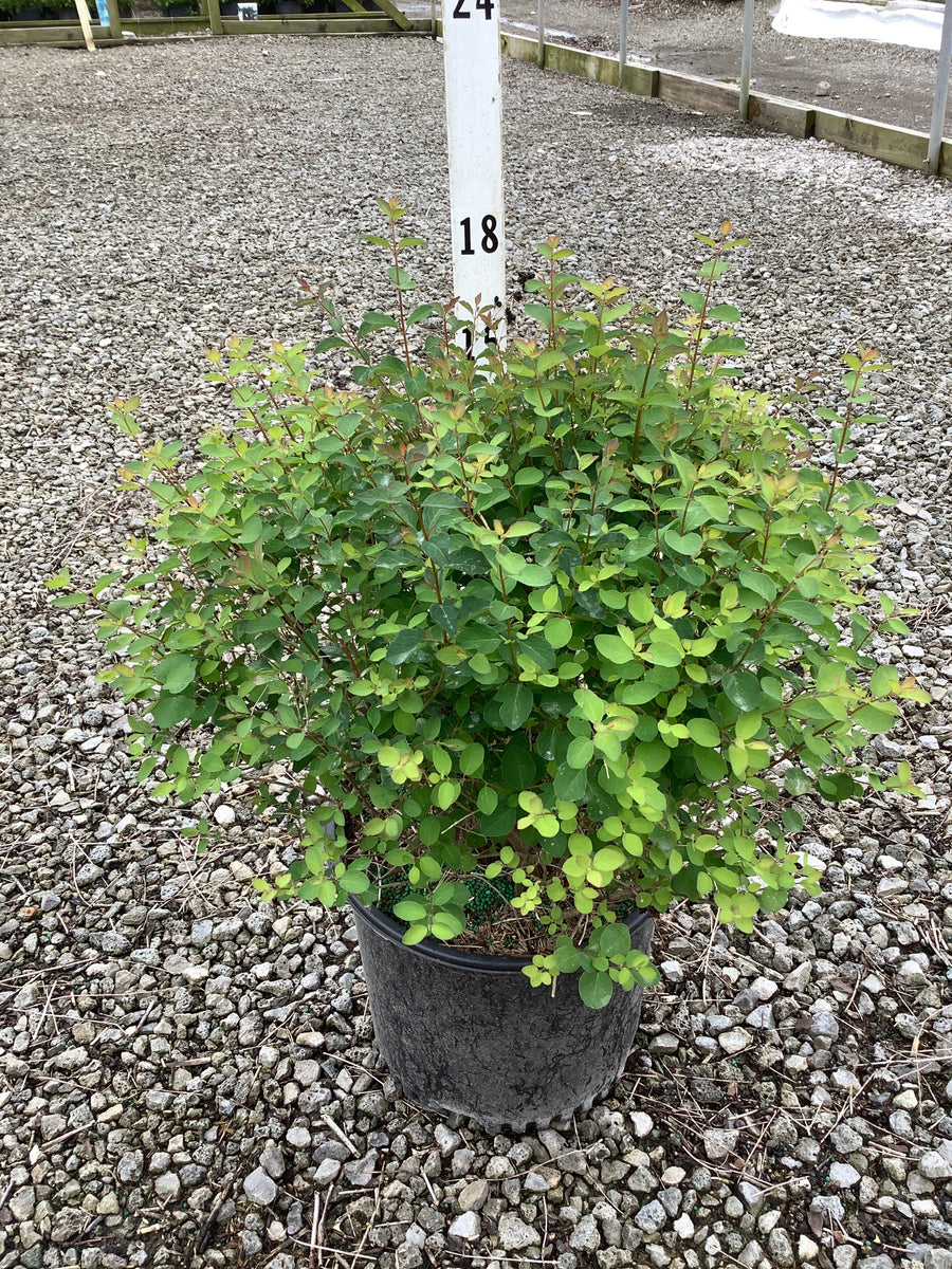 Symphoricarpos doornsbosii ‘Kolmava’ — G3 15