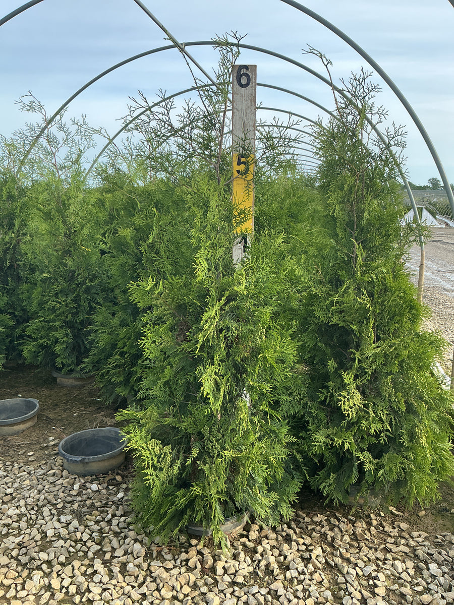 Thuja occidentalis 'Wintergreen' — G7 48-60