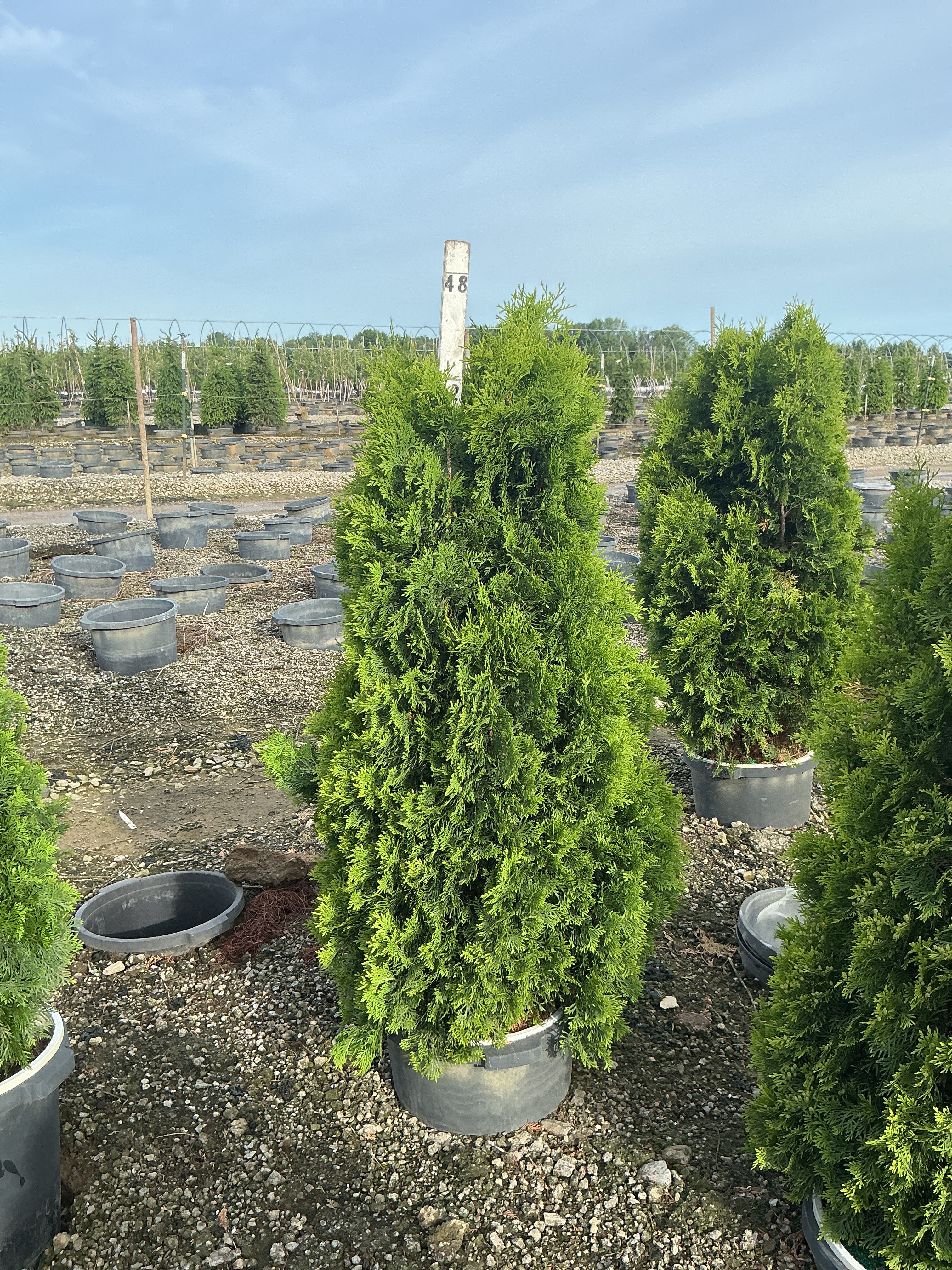 Thuja occidentalis 'Art Boe'