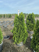 Thuja occidentalis 'Art Boe'