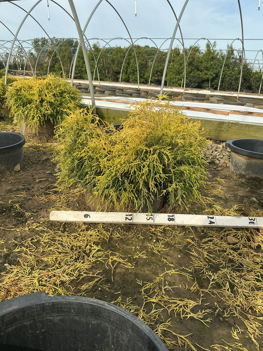 Chamaecyparis pisifera 'Mops' — G5 18