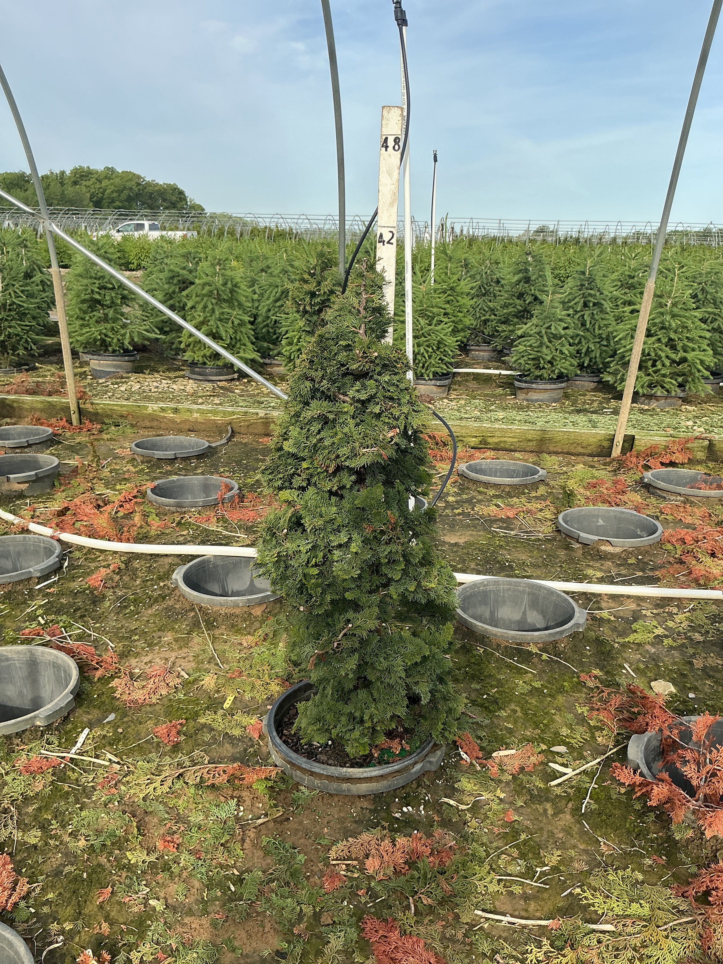 Chamaecyparis obtusa 'Compacta'