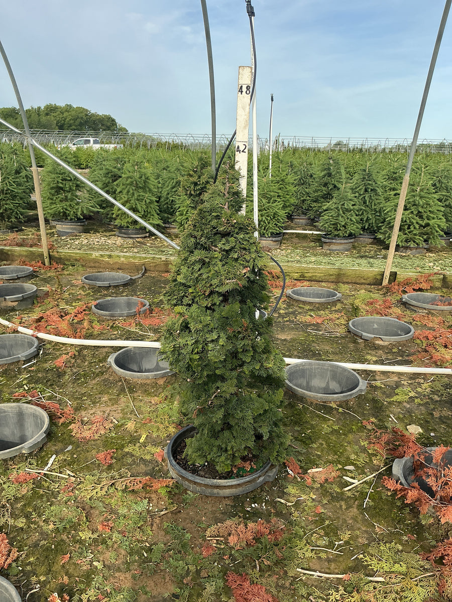 Chamaecyparis obtusa 'Compacta' — G7 30-36
