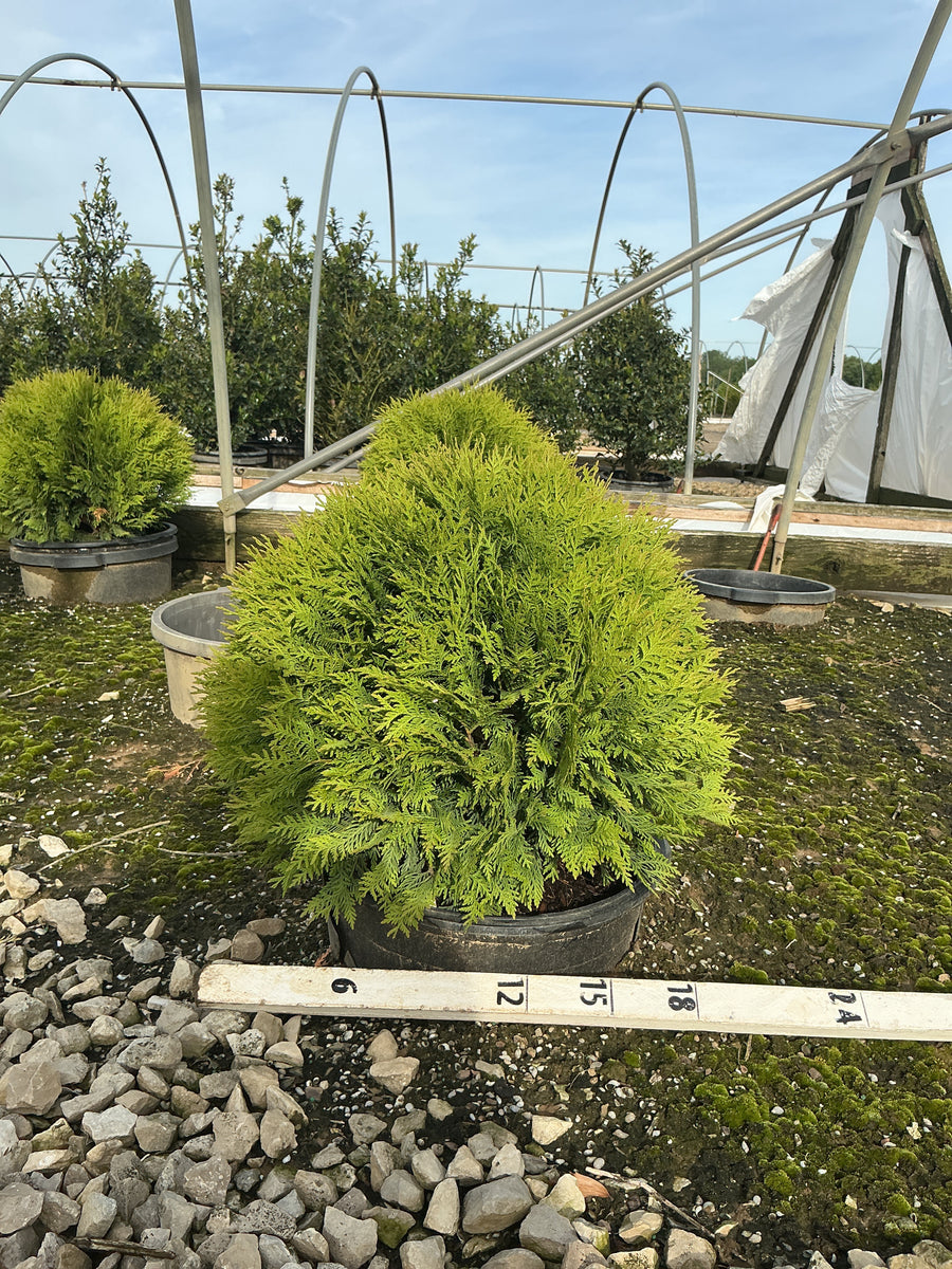 Thuja occidentalis 'Woodwardii' — G7 18