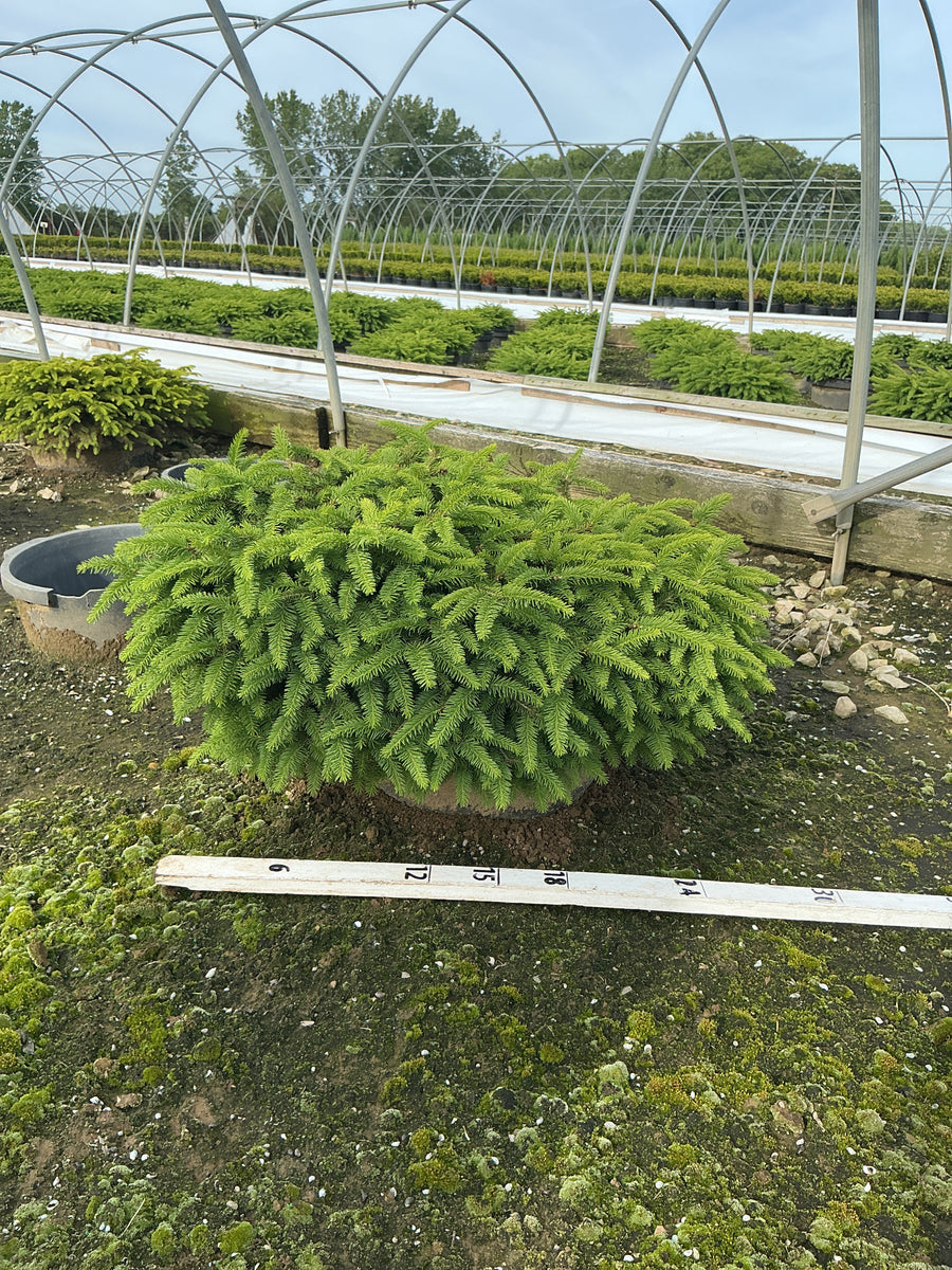 Picea abies 'Nidiformis' — G7 18