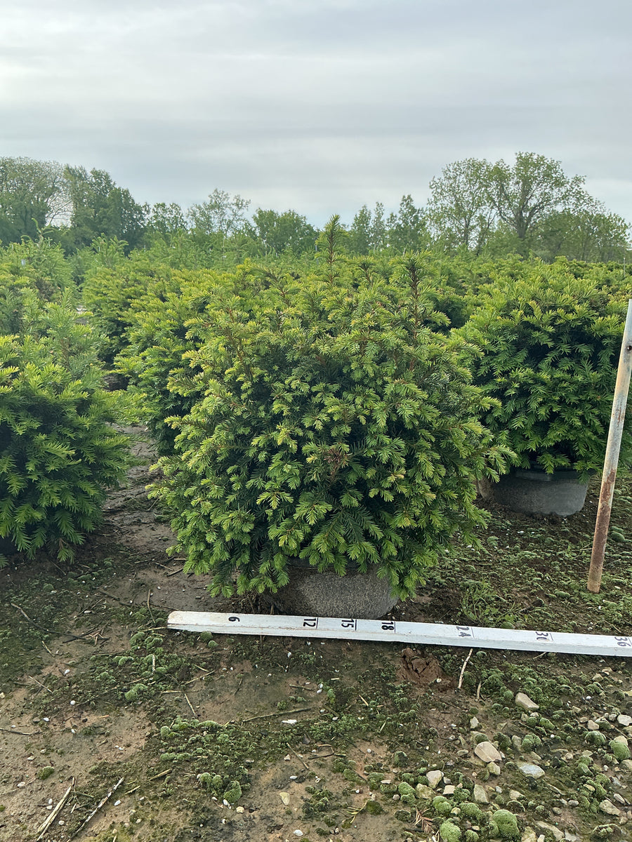 Taxus x media 'Wardii' — G7 18