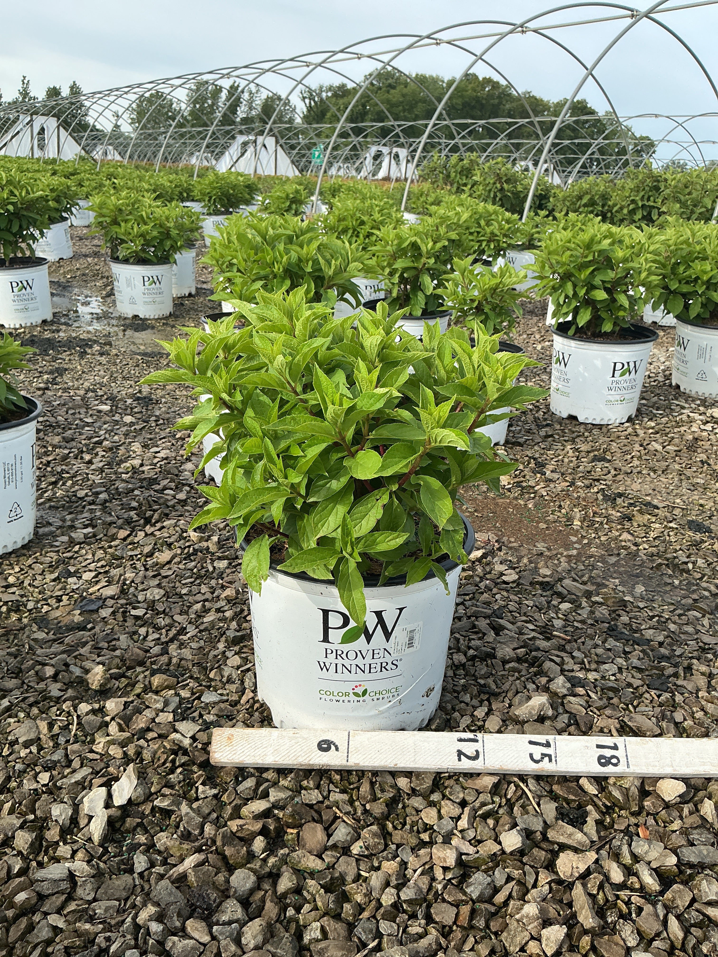 Hydrangea 'P Fire Light Tidbit'
