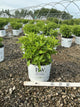 Hydrangea 'P Fire Light Tidbit'