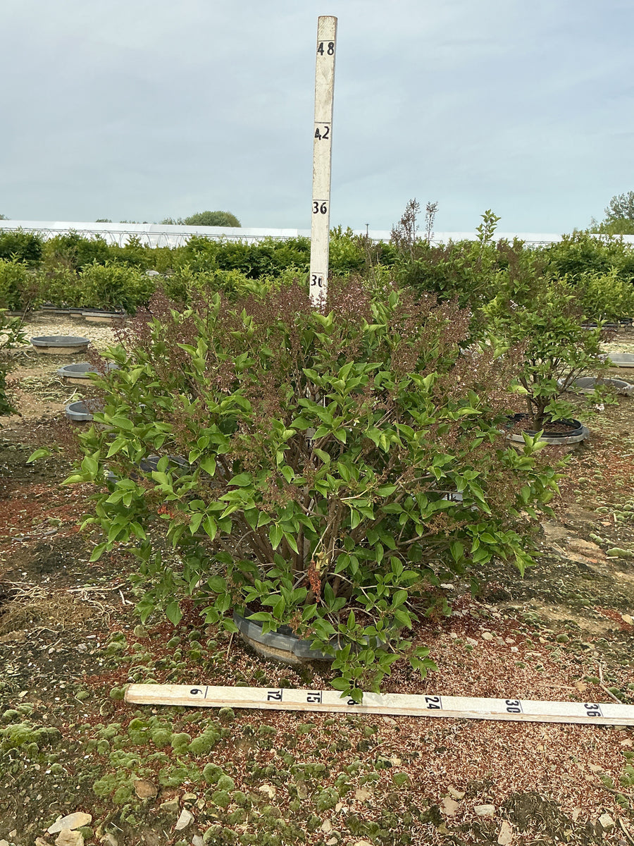 Syringa patula 'Miss Kim' — G5 24