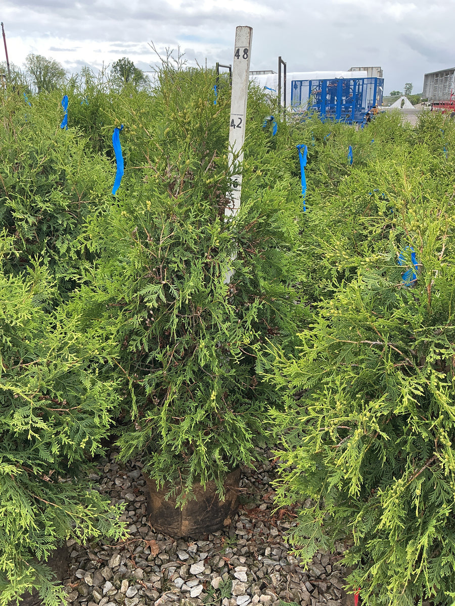 Thuja occidentalis 'Techny Mission' — GB7 30-36