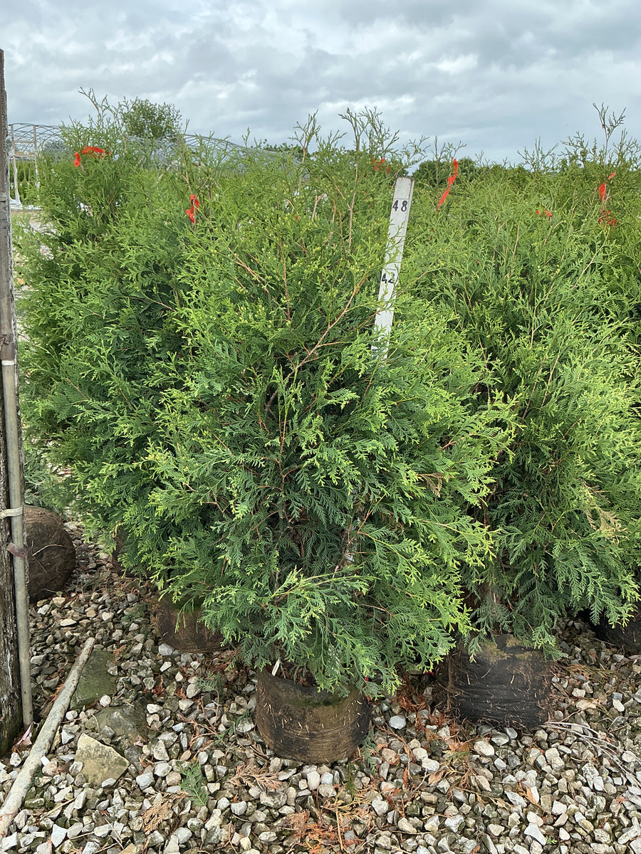 Thuja occidentalis 'Techny Mission' — GB7 42-48