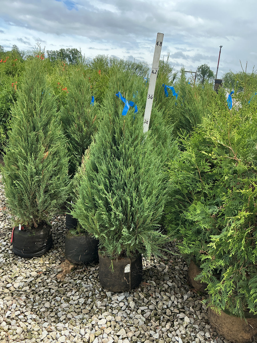 Juniperus scopulorum 'Skyrocket' — GB7 42