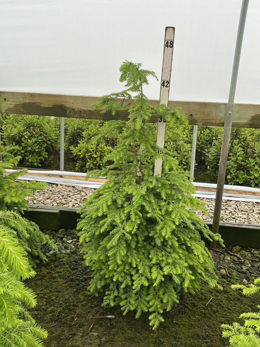 Tsuga canadensis — G7 30-36