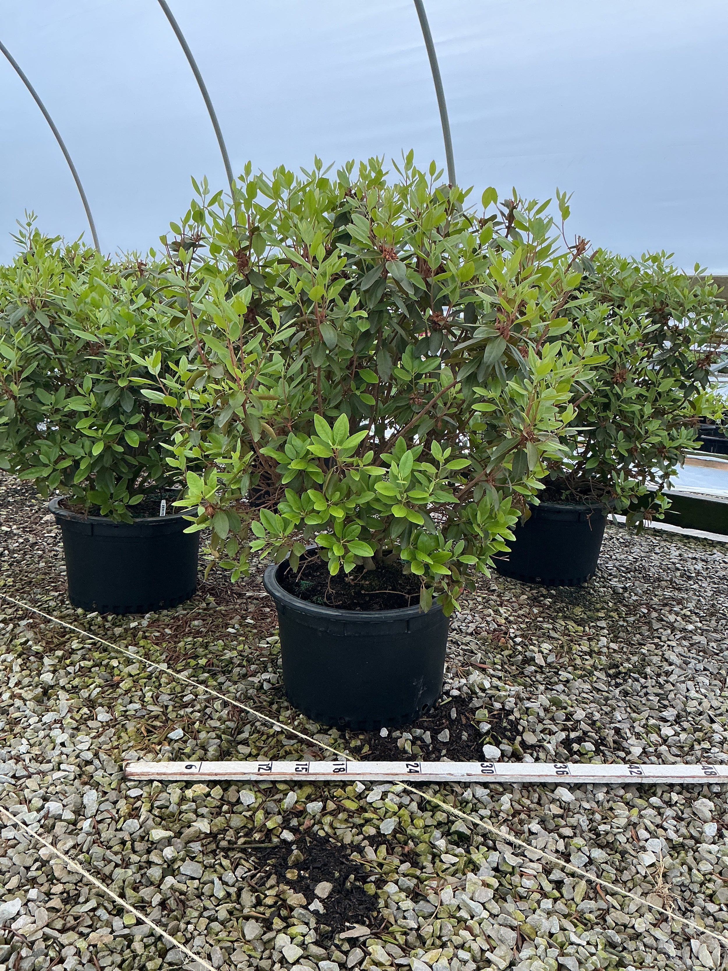 Rhododendron 'Pjm'