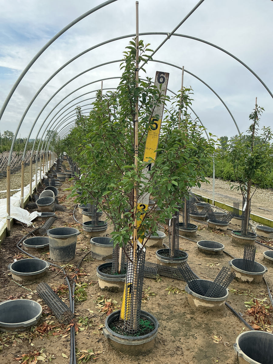 Prunus cerasus 'Montmorency' — G7 60